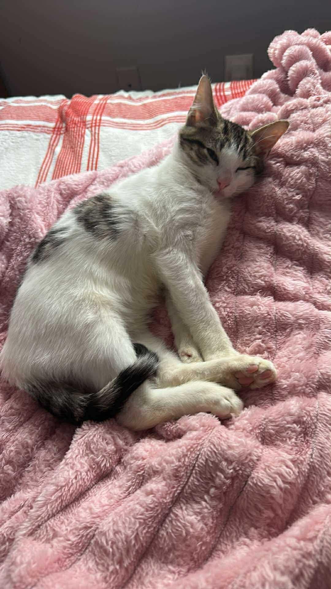 Enlarge Butters, a ADOPTABLE Domestic Short Hair in Rochester , NY image 4/6