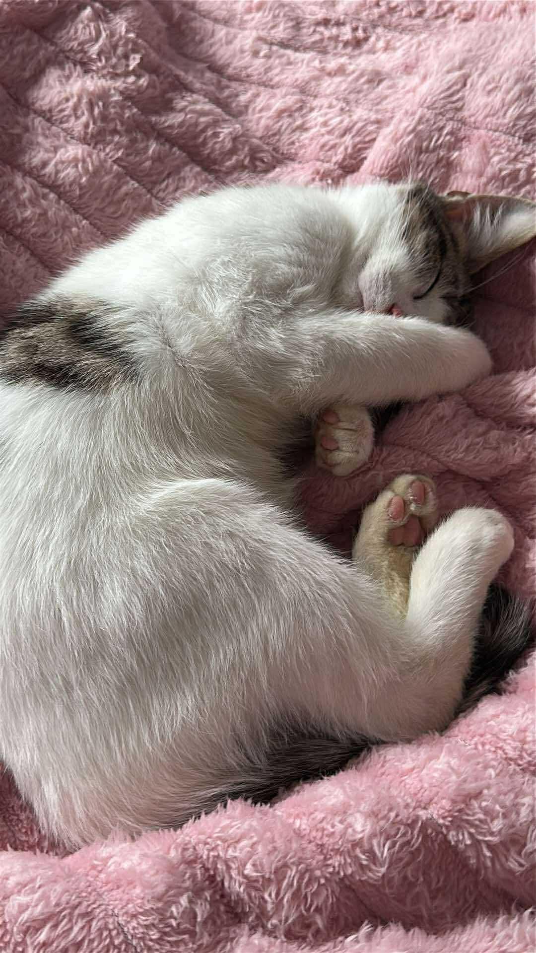 Enlarge Butters, a ADOPTABLE Domestic Short Hair in Rochester , NY image 5/6