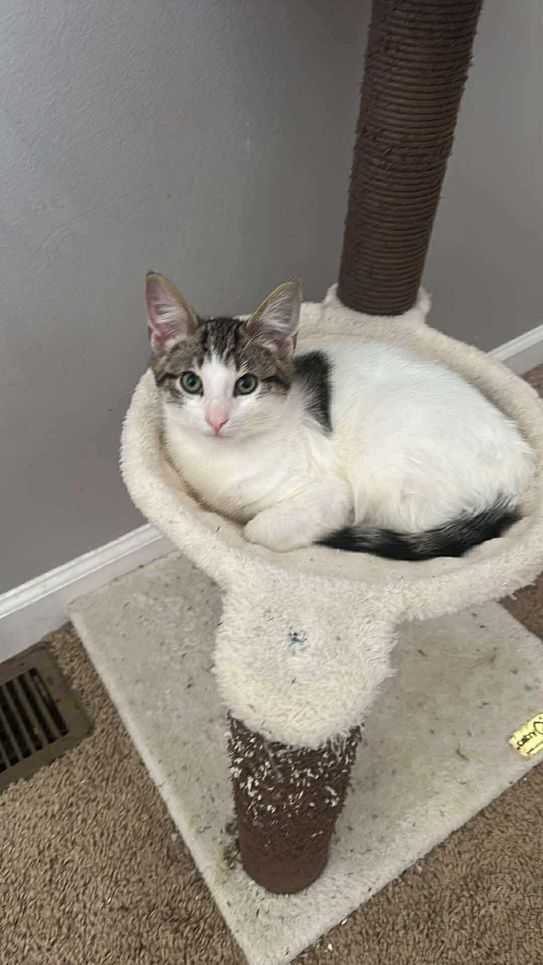 Enlarge Butters, a ADOPTABLE Domestic Short Hair in Rochester , NY image 6/6