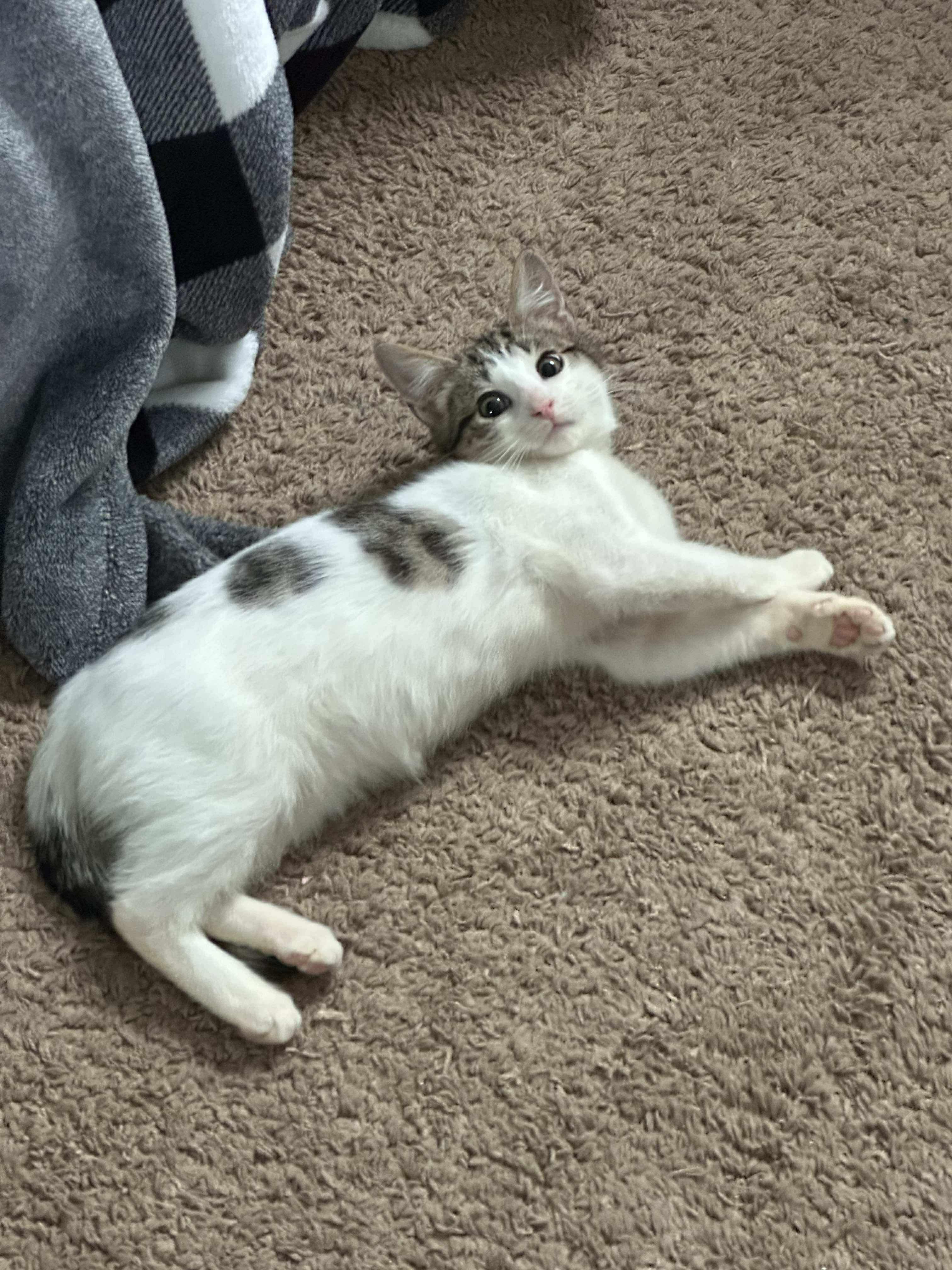 Enlarge Butters, a ADOPTABLE Domestic Short Hair in Rochester , NY image 2/6