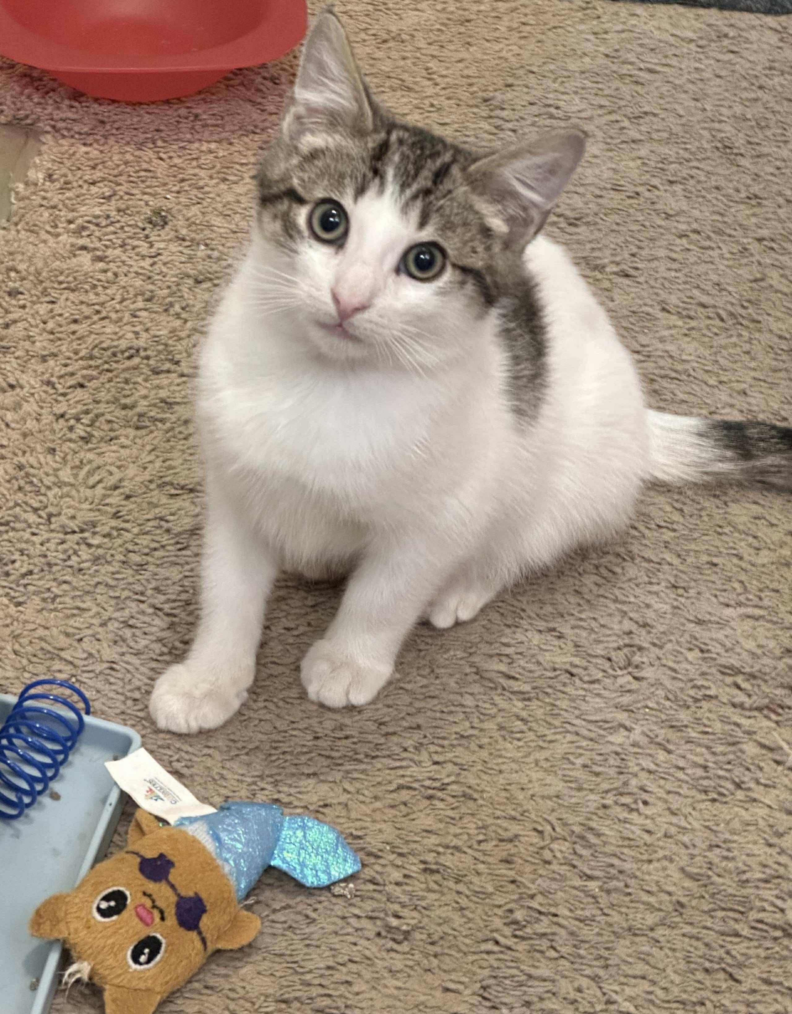 Enlarge Butters, a ADOPTABLE Domestic Short Hair in Rochester , NY image 3/6