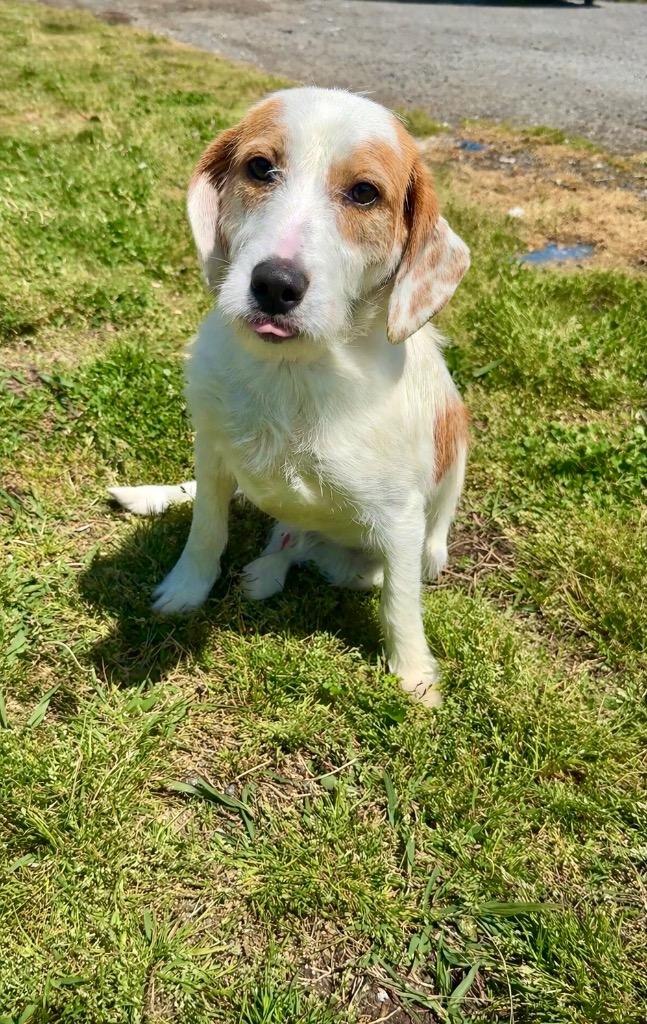 Enlarge Cookie-available, a Adoptable mixed breed in Chickamauga , GA image 1/3