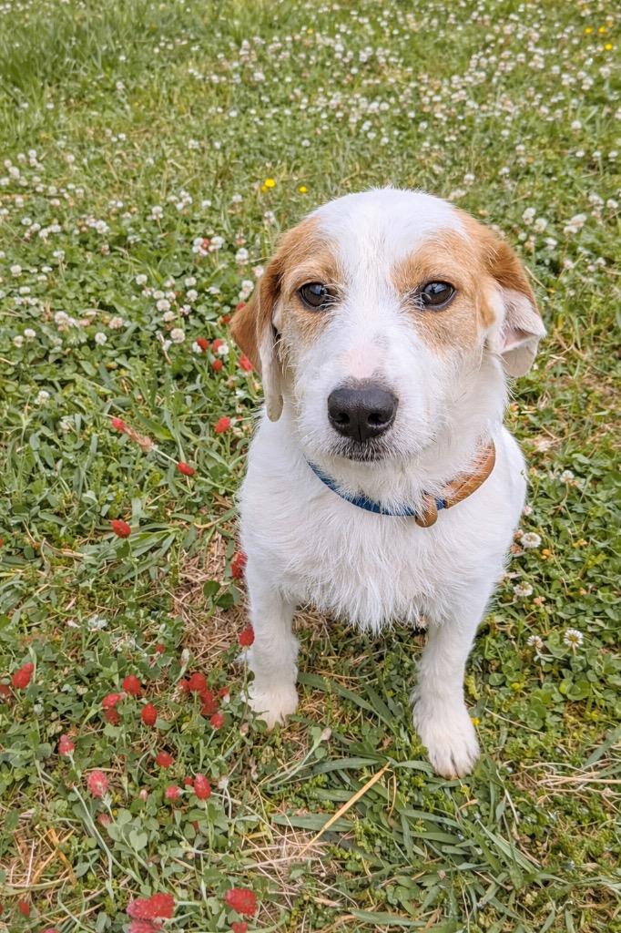 Enlarge Cookie-available, a Adoptable mixed breed in Chickamauga , GA image 2/3