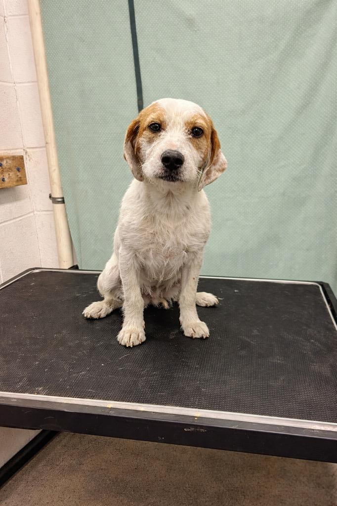 Enlarge Cookie-available, a Adoptable mixed breed in Chickamauga , GA image 3/3