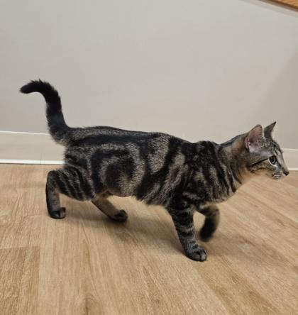 Enlarge Opie, a Adoptable Domestic Short Hair in Woodstock, IL image 3/4