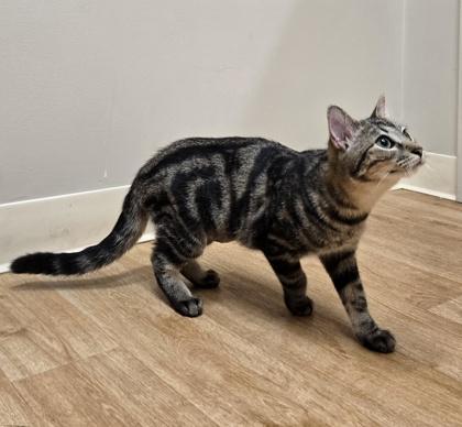 Enlarge Opie, a Adoptable Domestic Short Hair in Woodstock, IL image 4/4