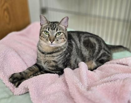 Enlarge Opie, a Adoptable Domestic Short Hair in Woodstock, IL image 3/3