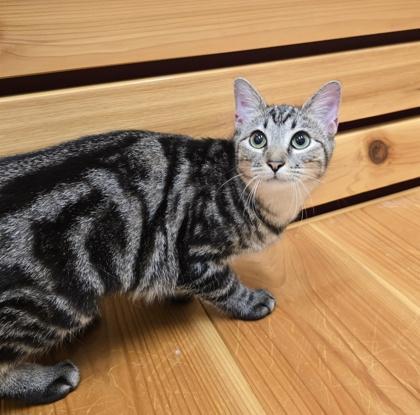 Opie, Adoptable, Kitten Male Domestic Short Hair.