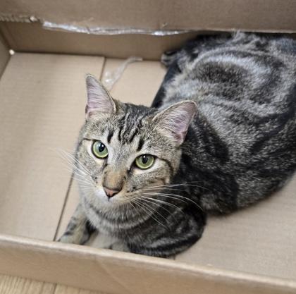 Enlarge Opie, a Adoptable Domestic Short Hair in Woodstock, IL image 2/3