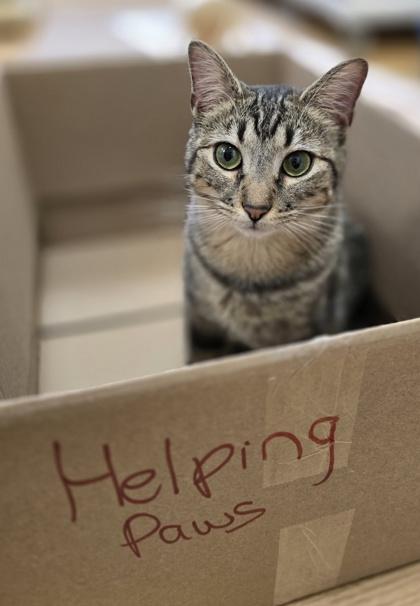 Opie, Adoptable, Kitten Male Domestic Short Hair.