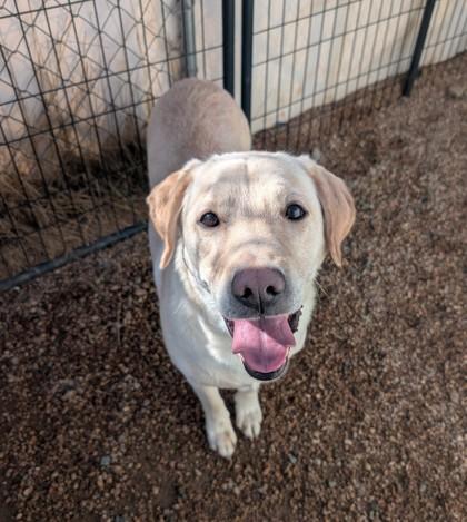 Enlarge Sea Biscuit, a Adoptable mixed breed in Divide, CO image 1/2
