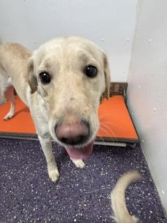 Enlarge Sea Biscuit, a Adoptable mixed breed in Divide, CO image 2/2