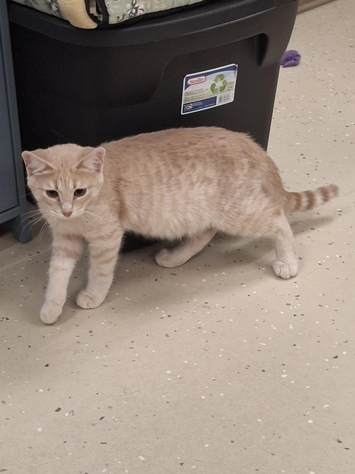 Lincoln, Adoptable, Young Male Tabby.