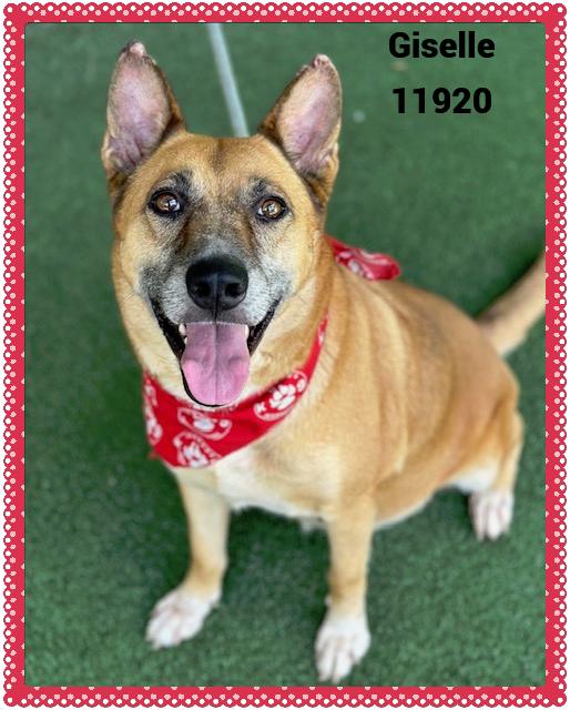 GISELLE - Rescue Only