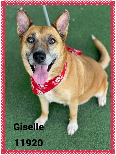 GISELLE - Rescue Only