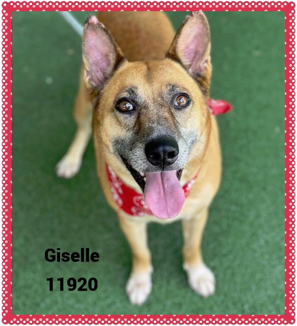 GISELLE - Rescue Only
