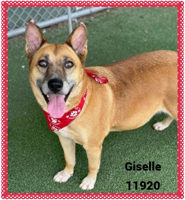 GISELLE - Rescue Only
