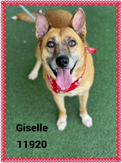 GISELLE - Rescue Only