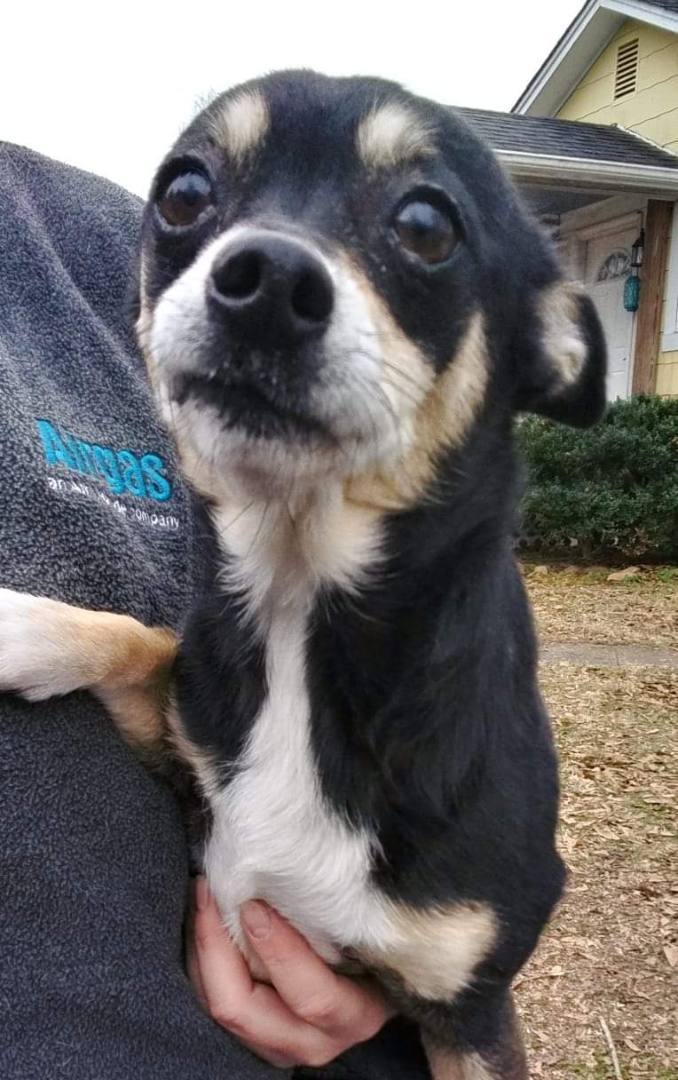 Girl, a Adopted mixed breed in St. George, SC image 1/4