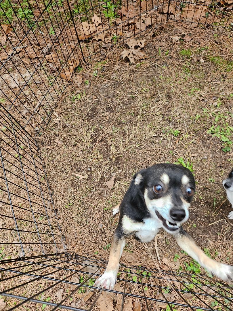 Girl, a Adopted mixed breed in St. George, SC image 2/4