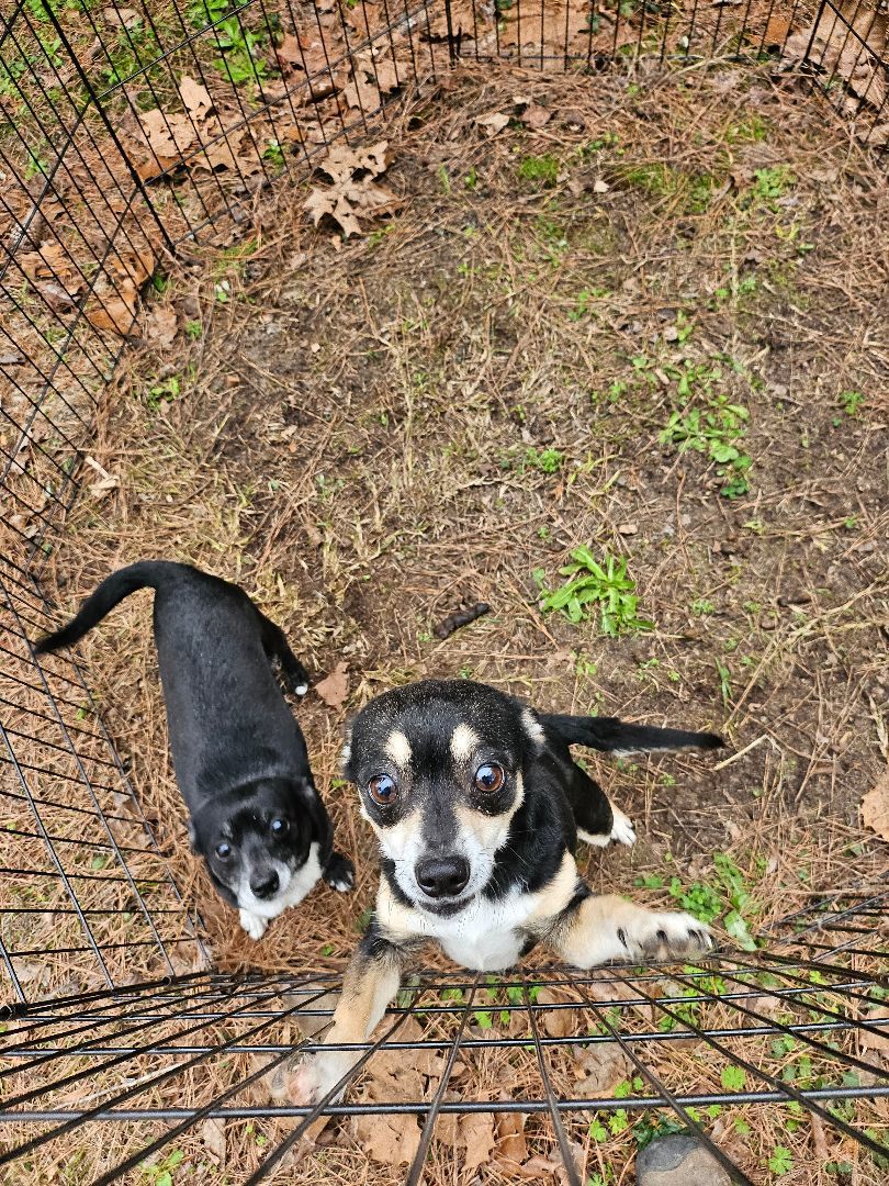 Girl, a Adopted mixed breed in St. George, SC image 3/4