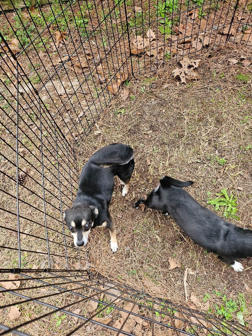 Girl, a Adopted mixed breed in St. George, SC image 4/4