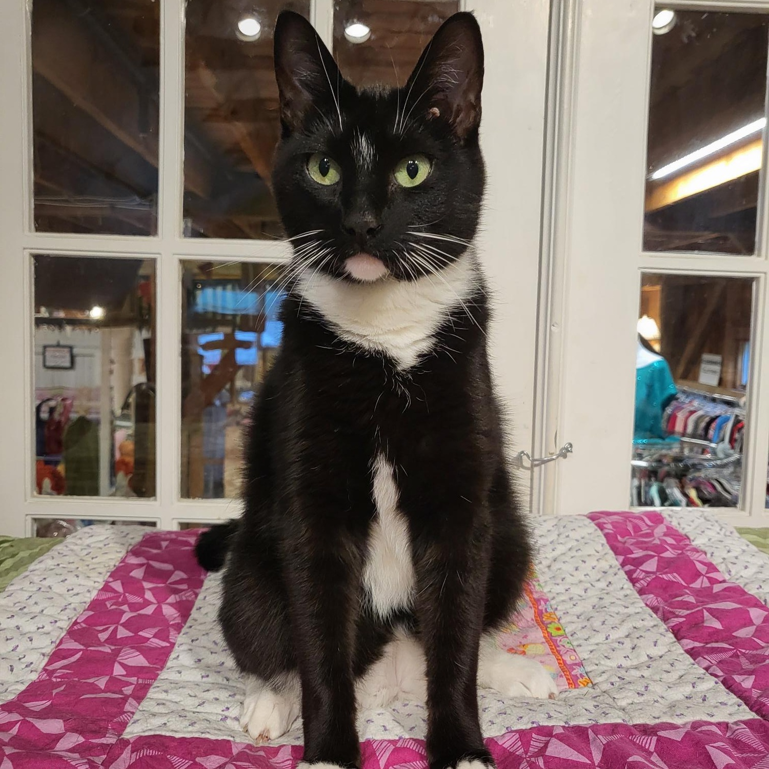 Zoey, Adoptable, Adult Female Domestic Short Hair.