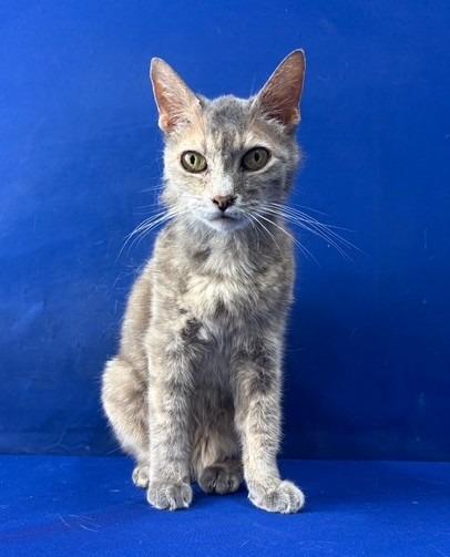 Jolene, Adoptable, Senior Female Domestic Short Hair.