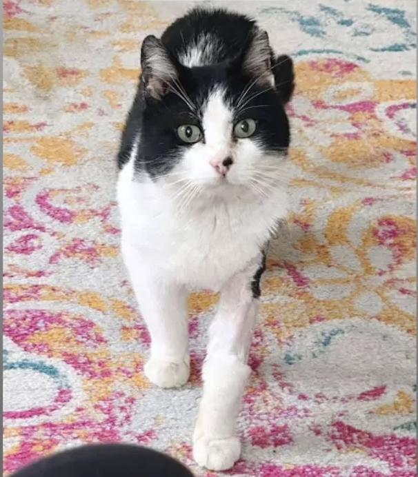 Enlarge Pepe Le Pew, a Adoptable Domestic Short Hair in Florham Park, NJ image 1/4