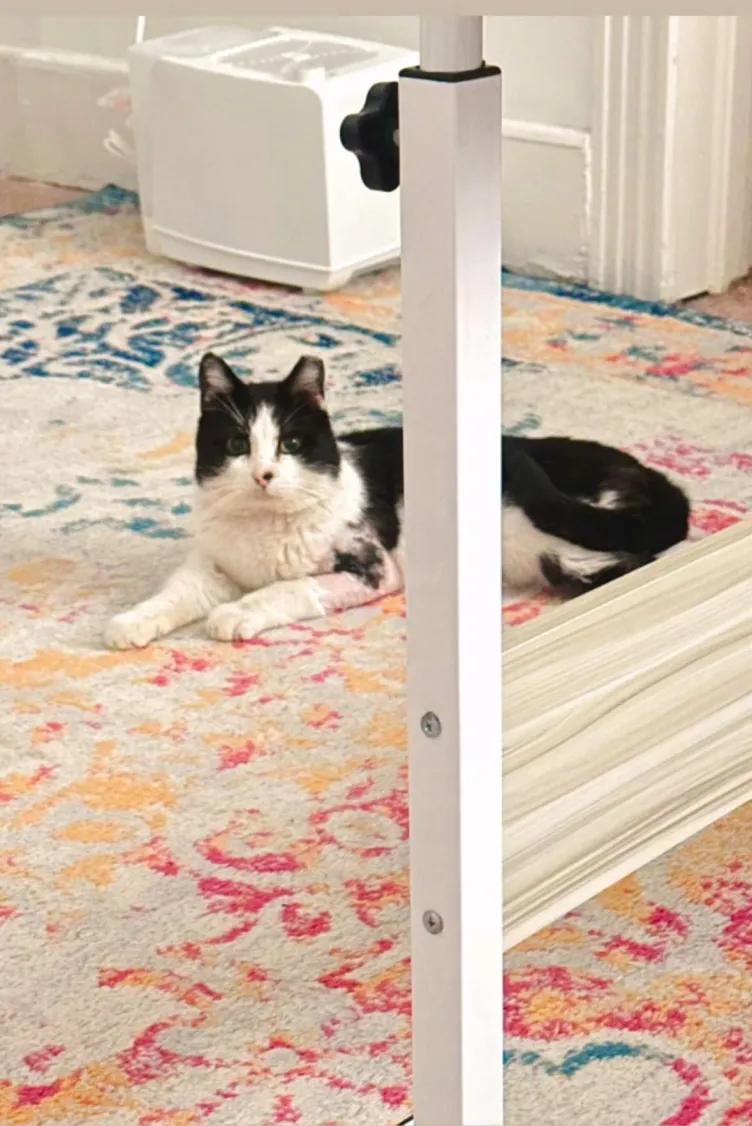 Enlarge Pepe Le Pew, a Adoptable Domestic Short Hair in Florham Park, NJ image 2/4