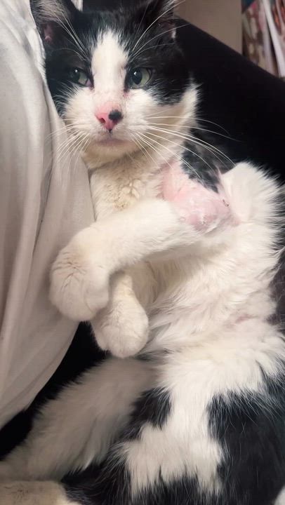 Enlarge Pepe Le Pew, a Adoptable Domestic Short Hair in Florham Park, NJ video 3/4