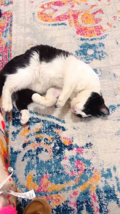 Enlarge Pepe Le Pew, a Adoptable Domestic Short Hair in Florham Park, NJ video 4/4