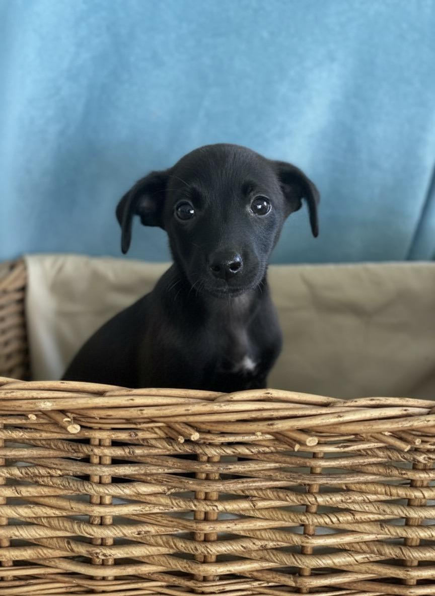 Rosie, a ADOPTABLE mixed breed in Hillsdale, NY image 2/5