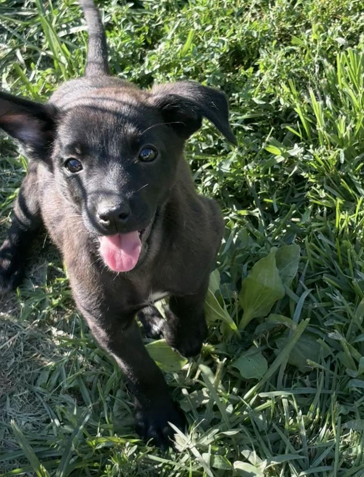 Rosie, a ADOPTABLE mixed breed in Hillsdale, NY image 3/5