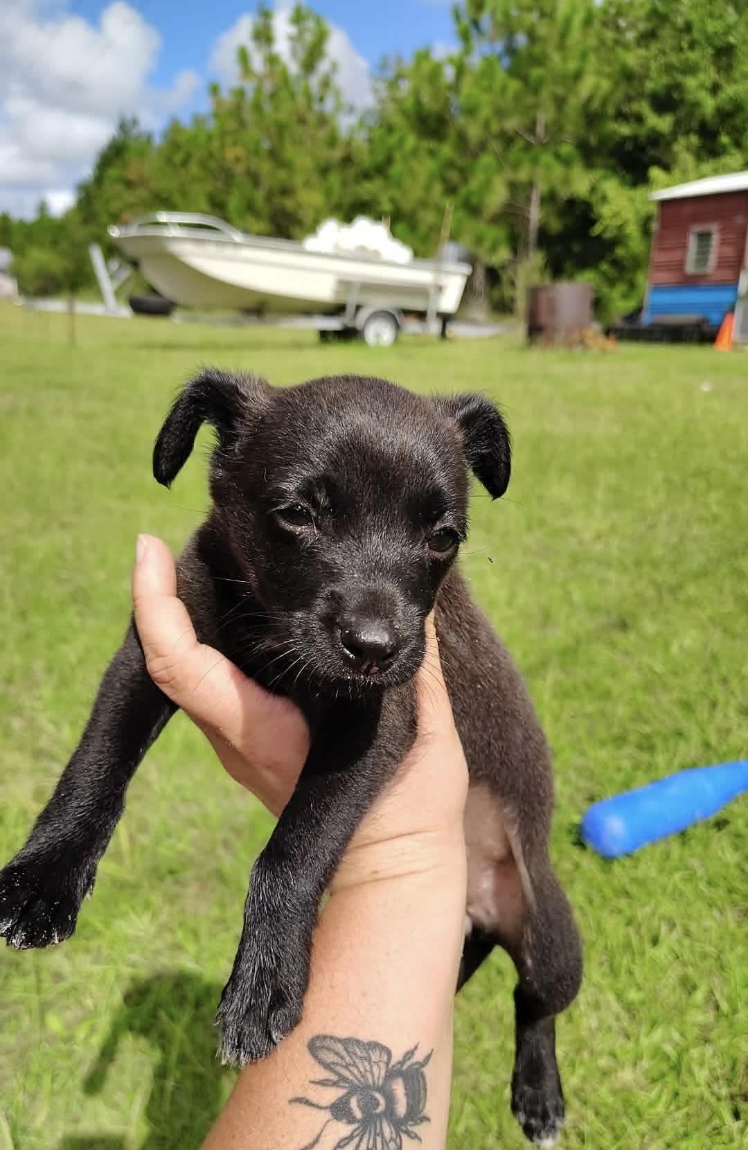 Rosie, a ADOPTABLE mixed breed in Hillsdale, NY image 5/5