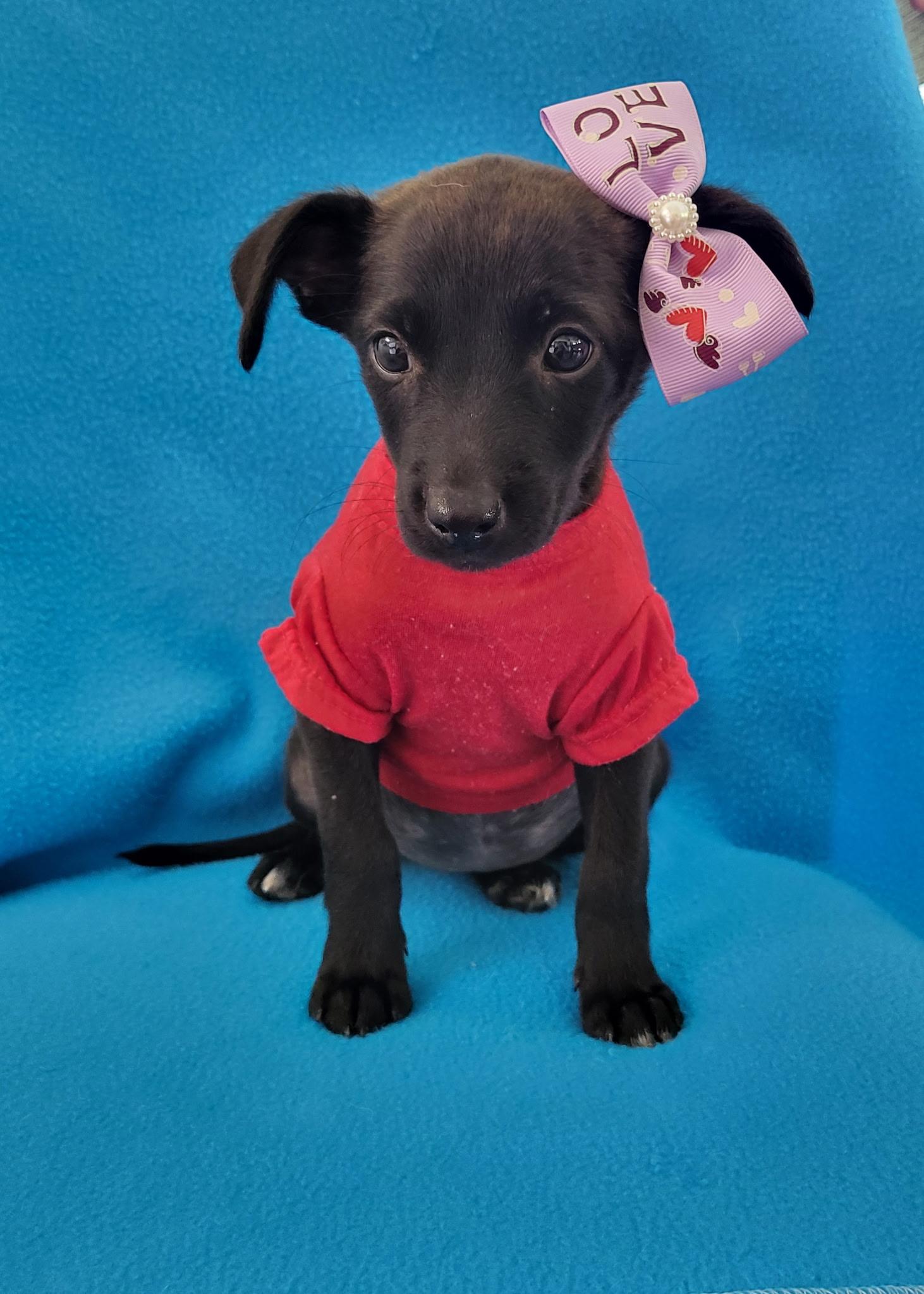 Rosie, ADOPTABLE, Puppy Female Labrador Retriever.