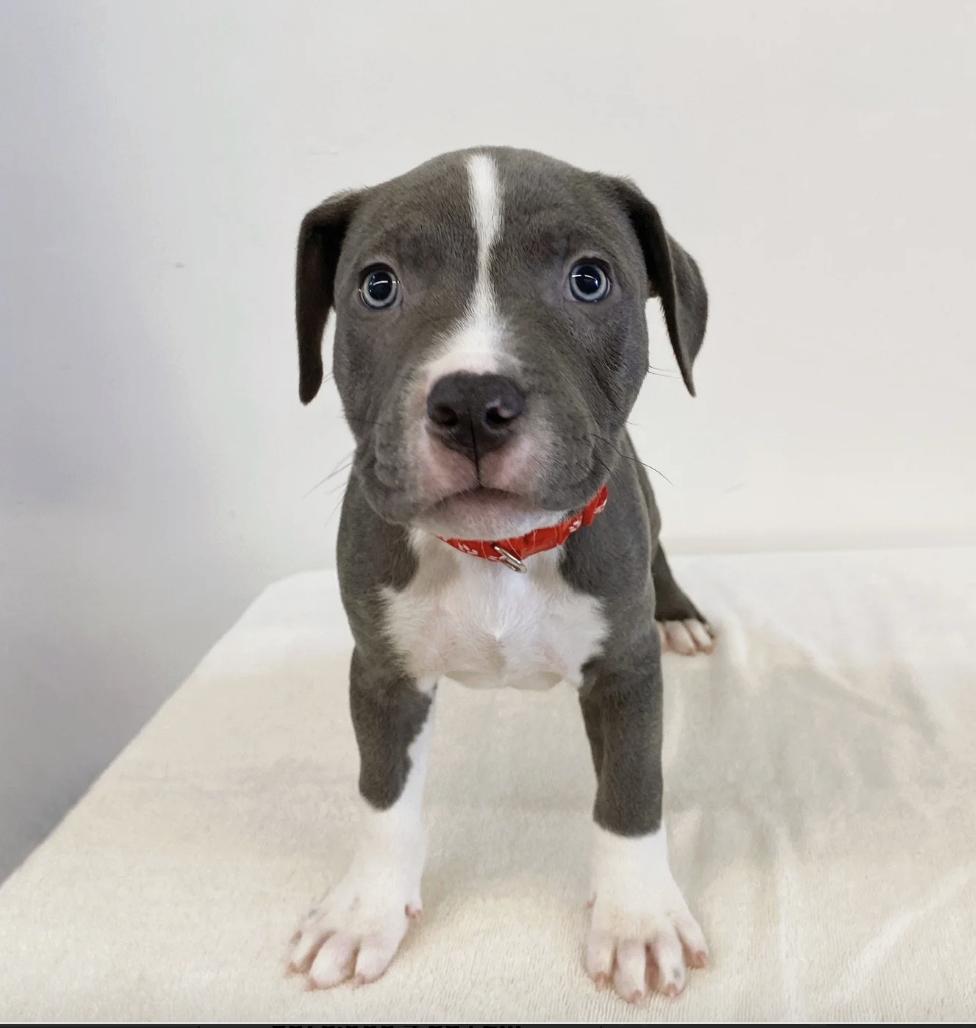 Donkey, adopted, Puppy Male Mixed Breed.