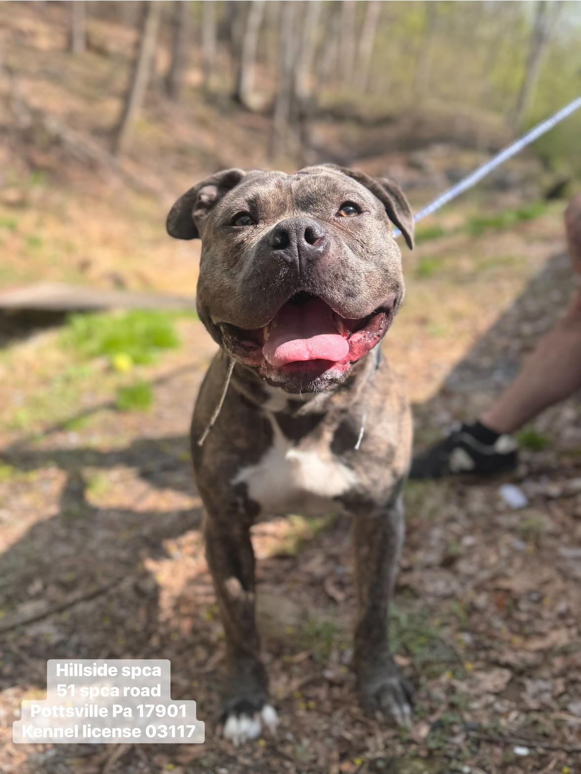 Enlarge Guiness, an adopted mixed breed in Pottsville, PA image 1/1