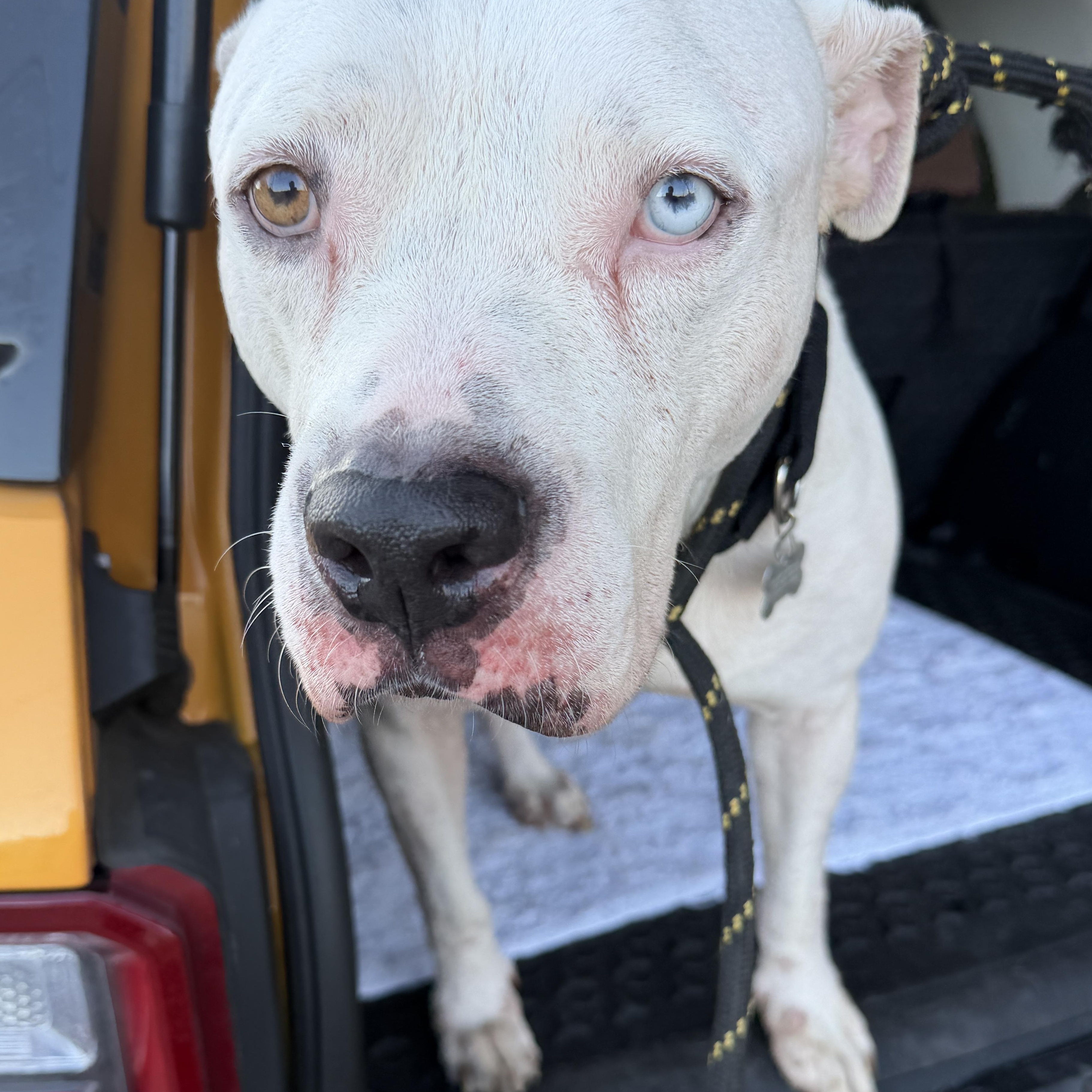 Olaf — thumbnail 4