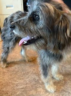 Enlarge Harry, a Adoptable mixed breed in Lafayette, TN image 1/1