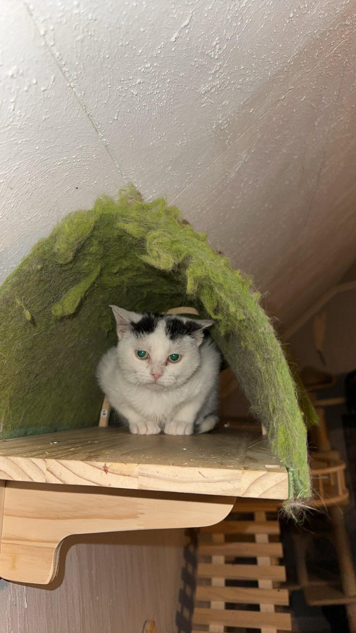 Pip, Adoptable, Young Male American Shorthair.