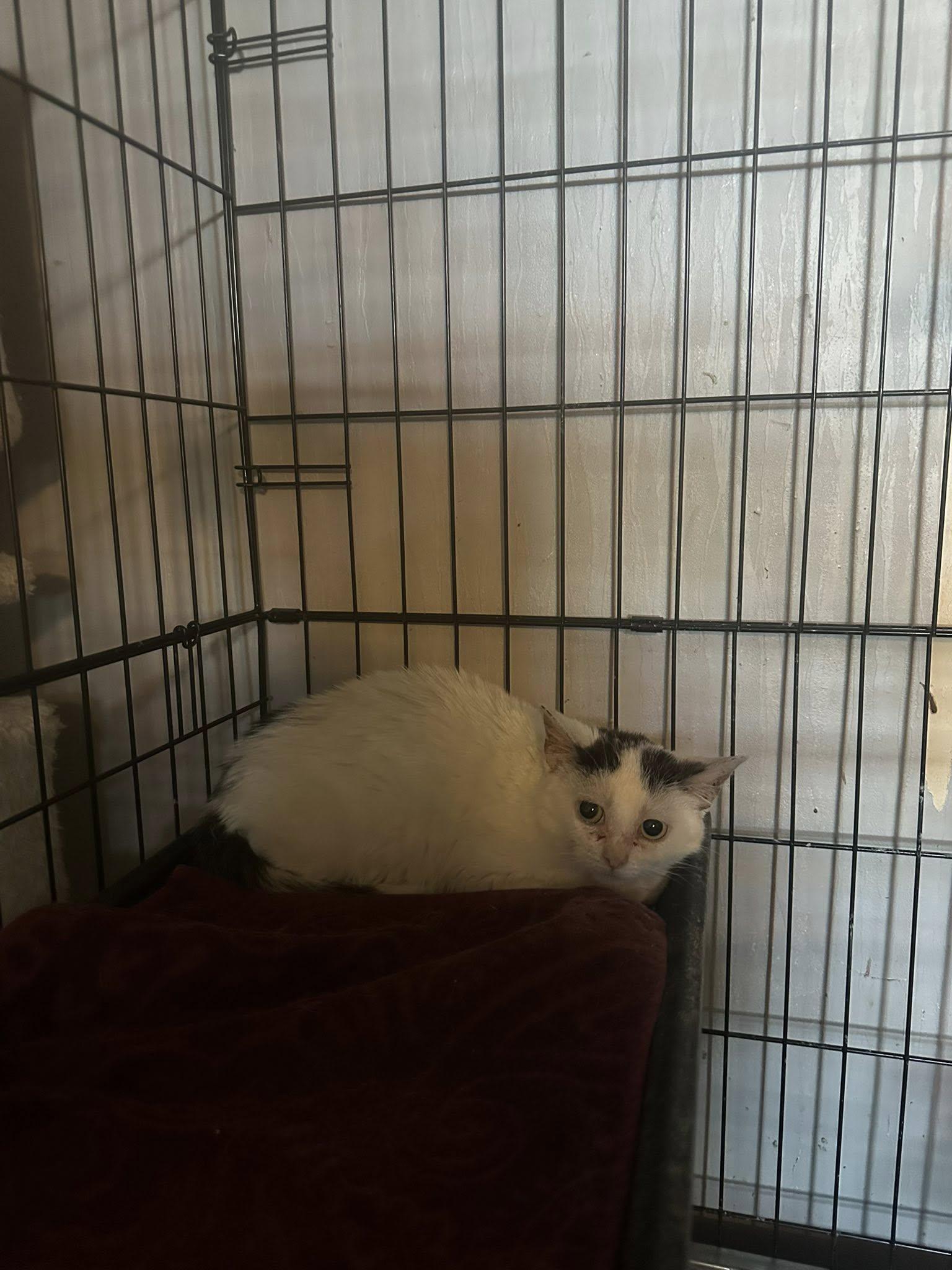 Enlarge Pip, a Adoptable American Shorthair in Terre Haute, IN image 2/2