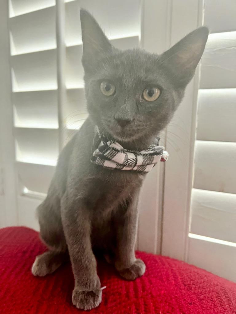 Wolf, Adoptable, Young Male Domestic Medium Hair.