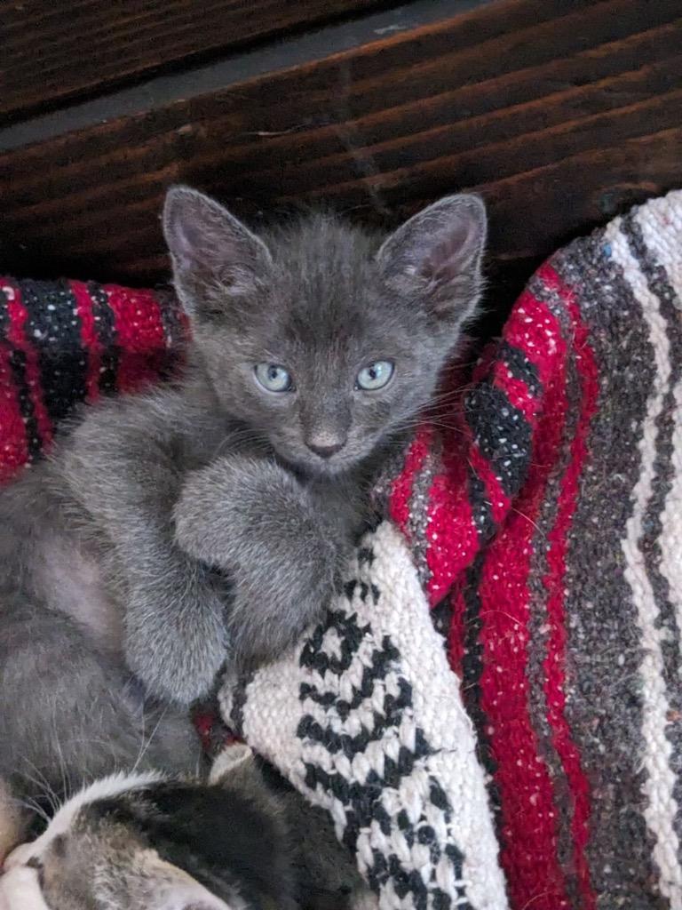 Wolf, Adoptable, Young Male Domestic Medium Hair.