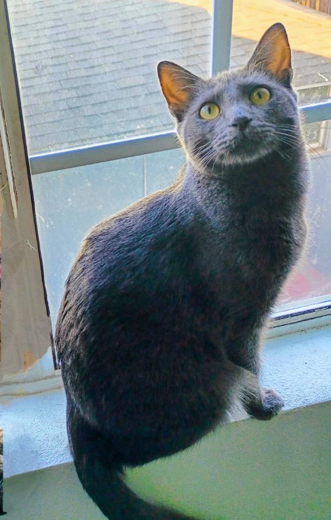 Wolf, Adoptable, Young Male Domestic Medium Hair.