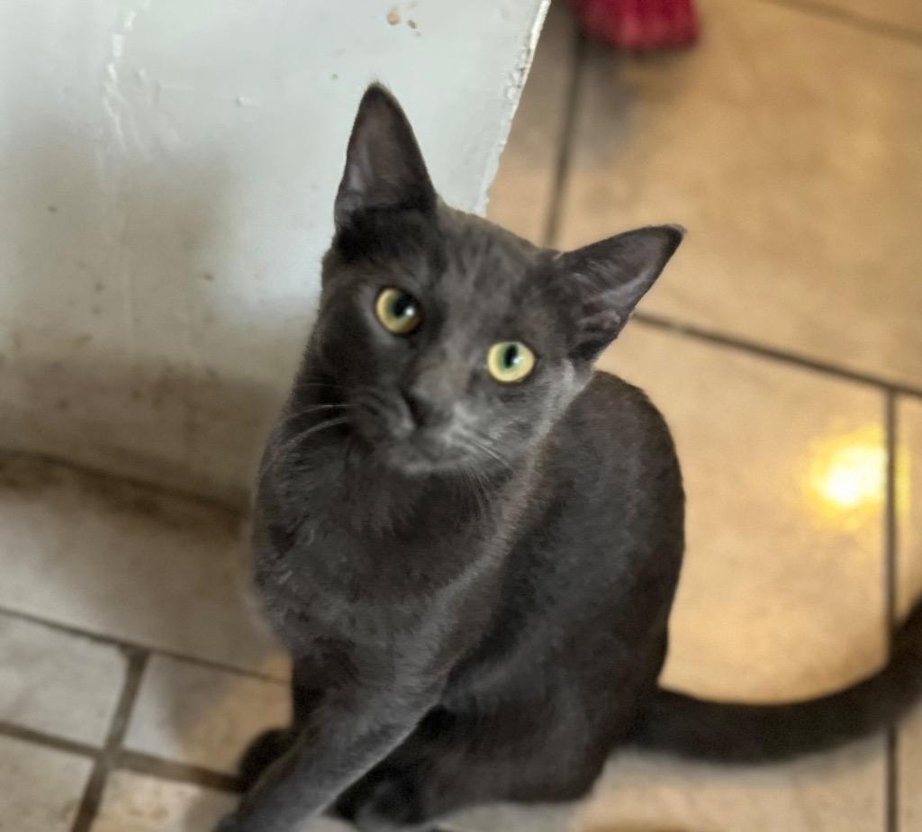 Enlarge Wolf, a Adoptable mixed breed in Manhattan Beach, CA image 4/6