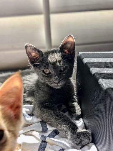 Enlarge Wolf, a Adoptable mixed breed in Manhattan Beach, CA image 5/6