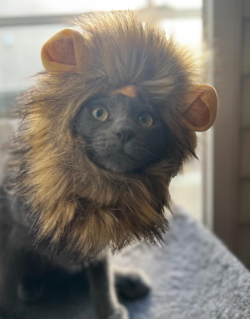 Enlarge Wolf, a Adoptable mixed breed in Manhattan Beach, CA image 5/6