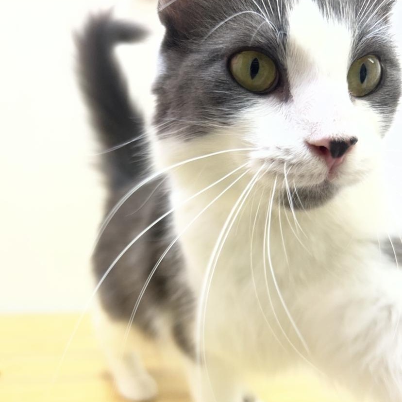 Tina, a Adoptable mixed breed in Upper Sandusky, OH image 4/4