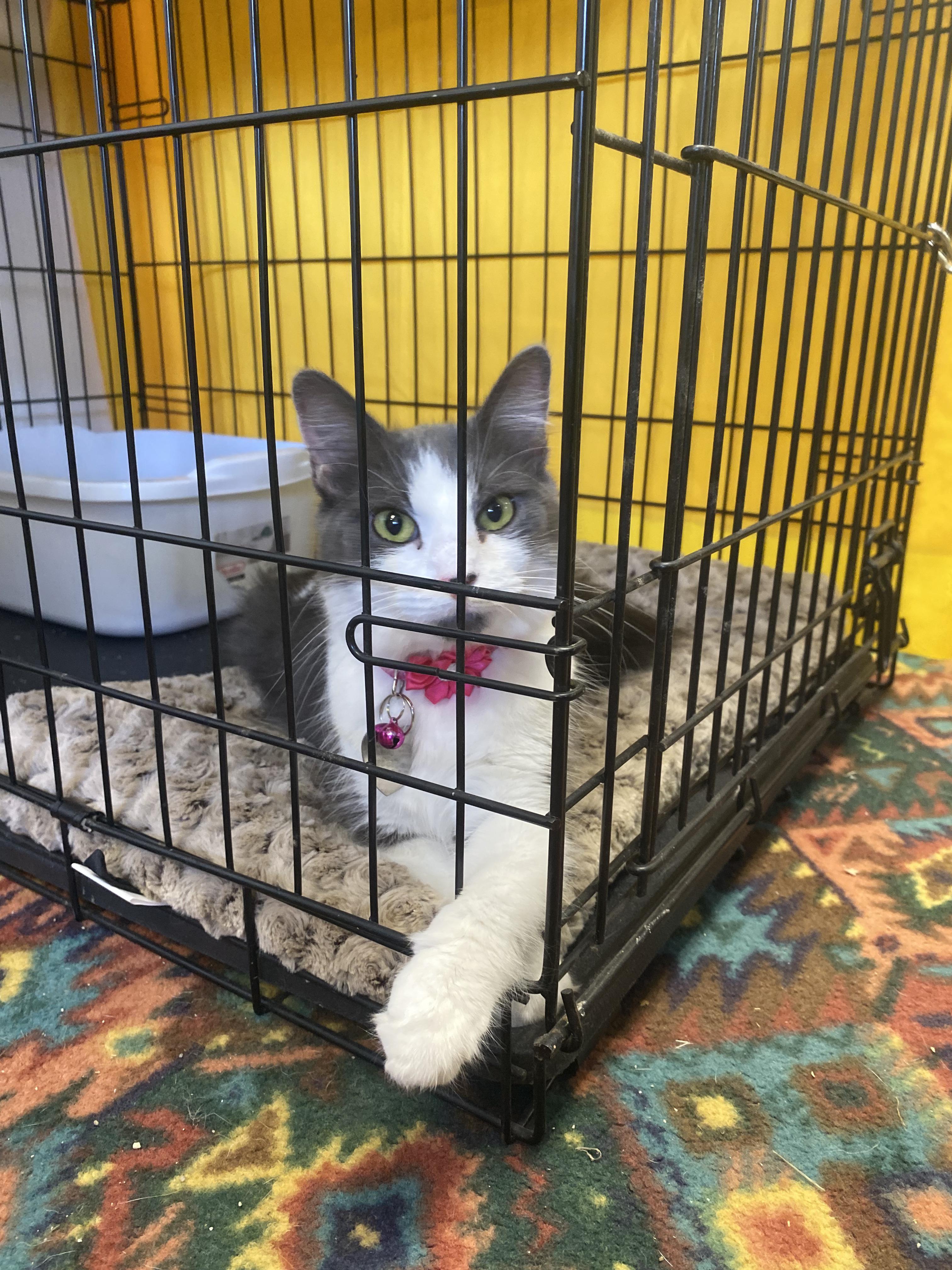 Enlarge Tina, a Adoptable mixed breed in Upper Sandusky, OH image 4/5